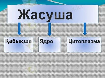 Порно: Томпок ханым жопқа қатты трахает алады