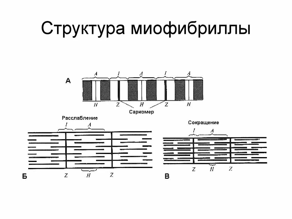 Каким номером на рисунке обозначена миофибрилла. Структурные компоненты миофибриллы. Схема строения миофибриллы. Структурные элементы миофибриллы схема. Структура миофибриллы физиология.