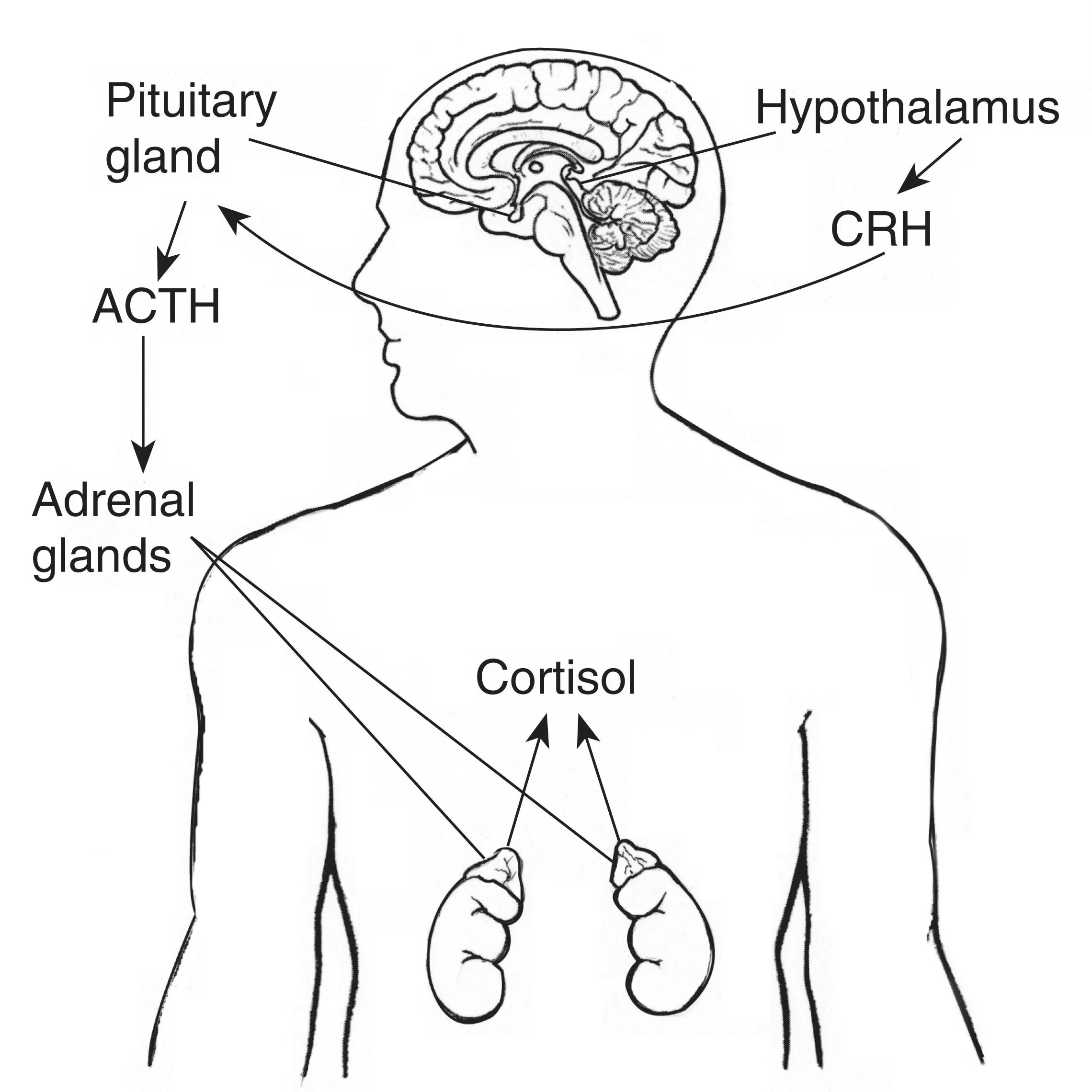 Гипофиз как улучшить его. Гипоталамус гипофиз надпочечники схема. Адренокортикотропный гормон схема. Адренокортикотропный гормон АКТГ норма. Адренокортикотропный гормон (АКТГ) синтезируется.