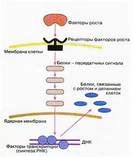 Ткани роста в длину и толщину