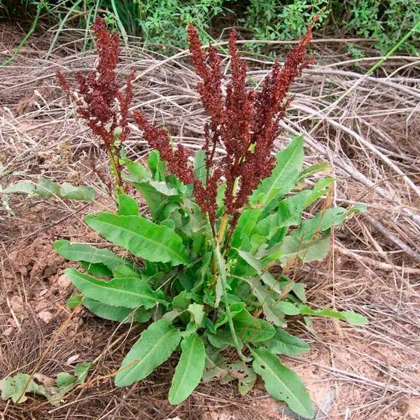 Rumex confertus - Image of an specimen - Plantarium