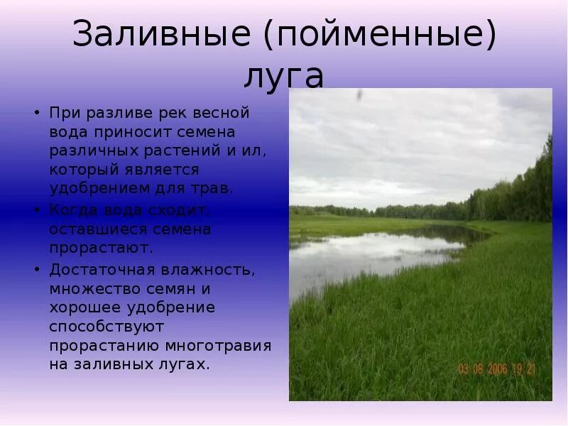 Сообщение о реке Луга. Растения заливных лугов. Пойменная растительность. Пойменные заливные Луга. Река луга и человек