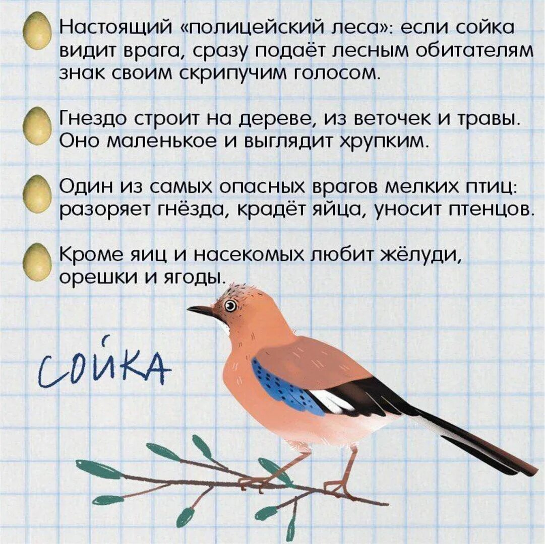 Какую птичку прислать