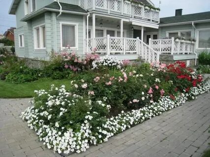 Классические алые розы цвели в палисадниках