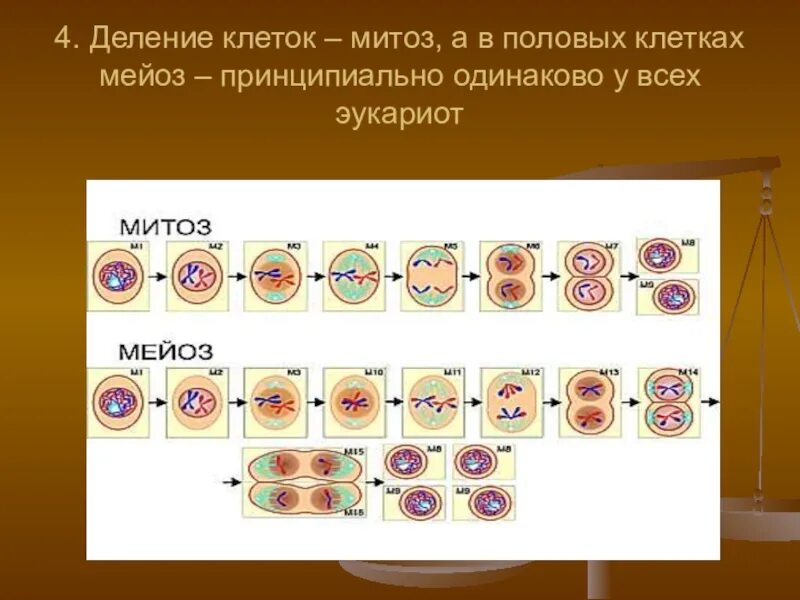 Деление клеток значение данного процесса. Эукариот - митотическое деление клетки.. Деление эукариотических клеток митоз. Деление клетки митоз. Митоз схема.