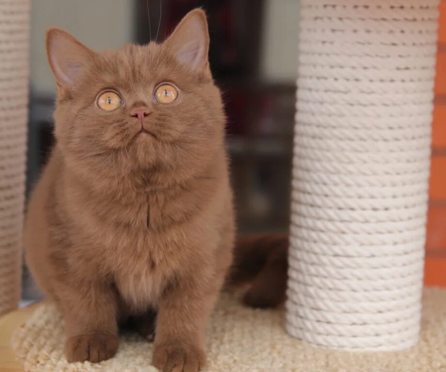 факты о какао. шоколадный котик. какао натуральный. какао кот. какао кот.