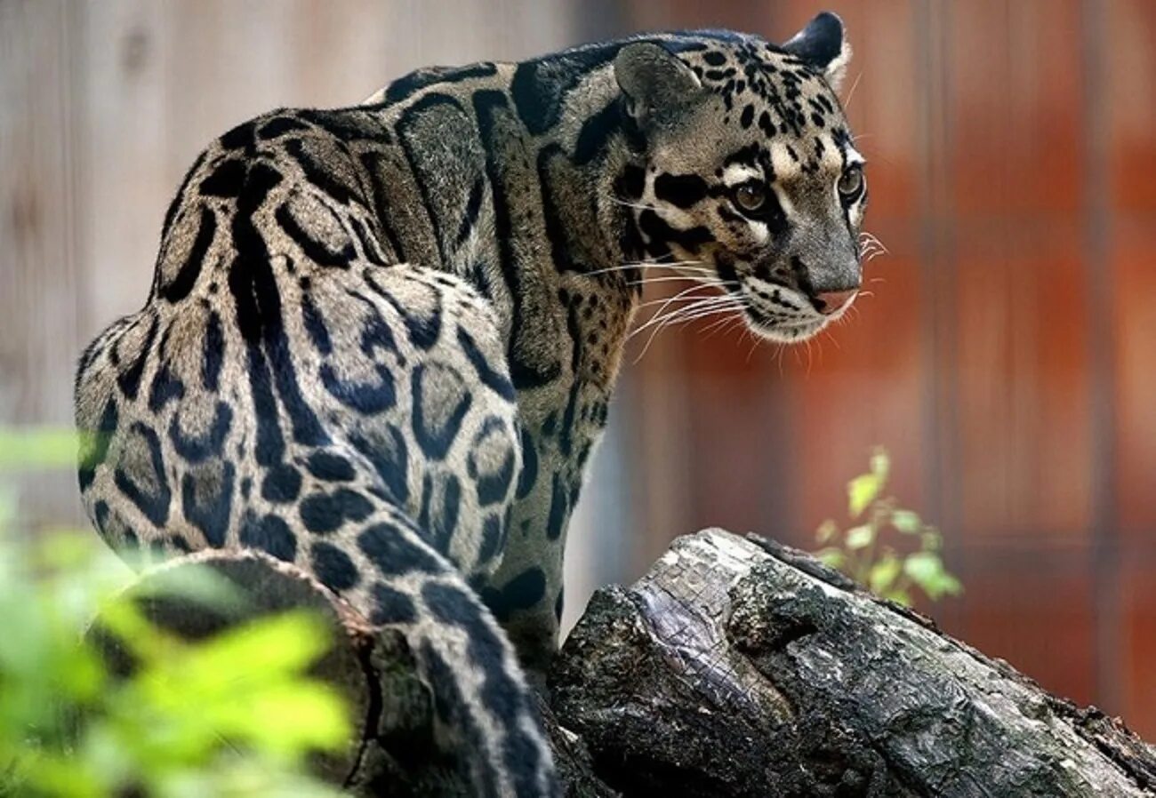 Clouded leopard