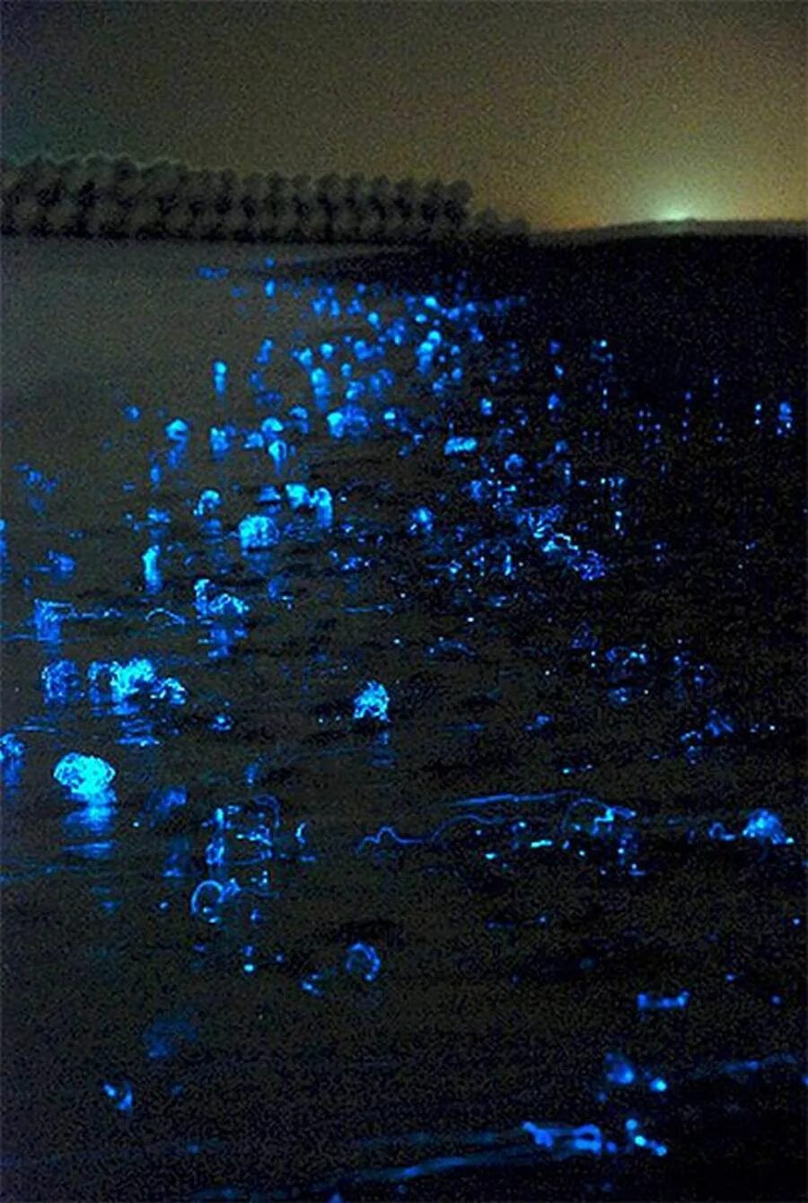Светящиеся воды в бухте Тояма, Япония. Азовское море медузы светятся. Светящиеся в темноте медузы в черном море. Светлячки на черном море. Наблюдать светиться