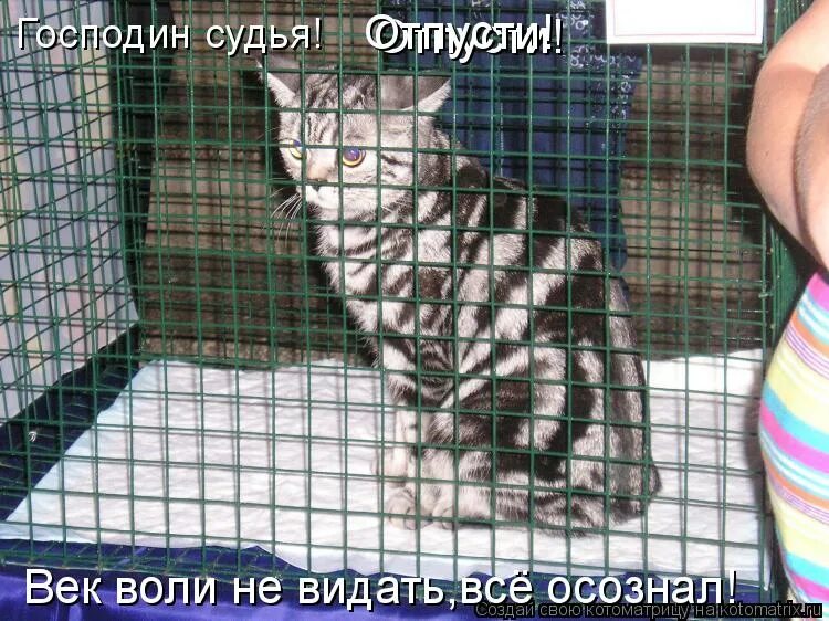 доцент джентльмены удачи. что значит век воли не видать. век свободы не видать. Gif век воли не видать. лошадью ходи.