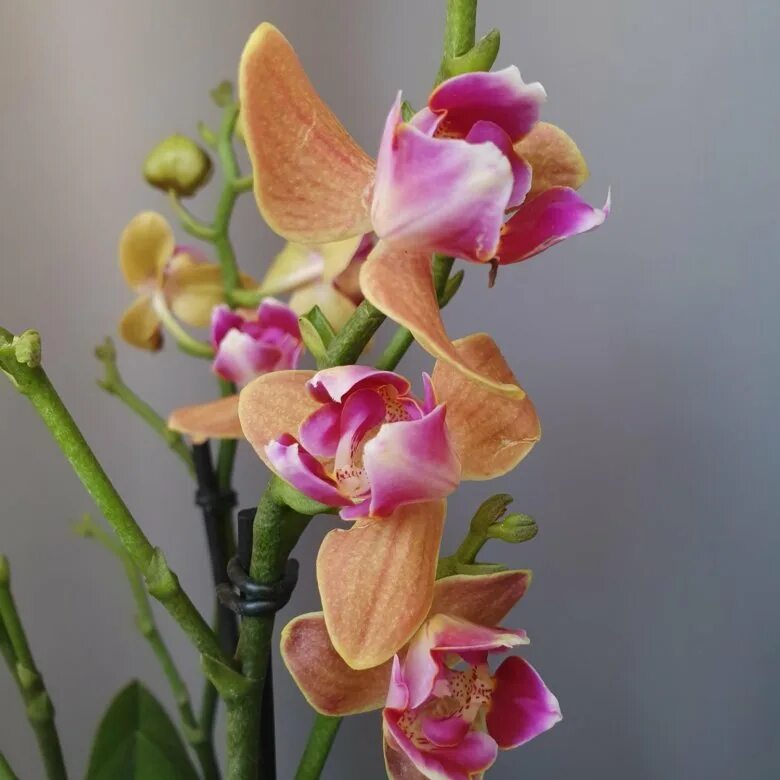 Орхидея паприка. Орхидея паприка. Орхидея фаленопсис паприка бабочка. Гриссини бабочка фаленопсис. Орхидея паприка.