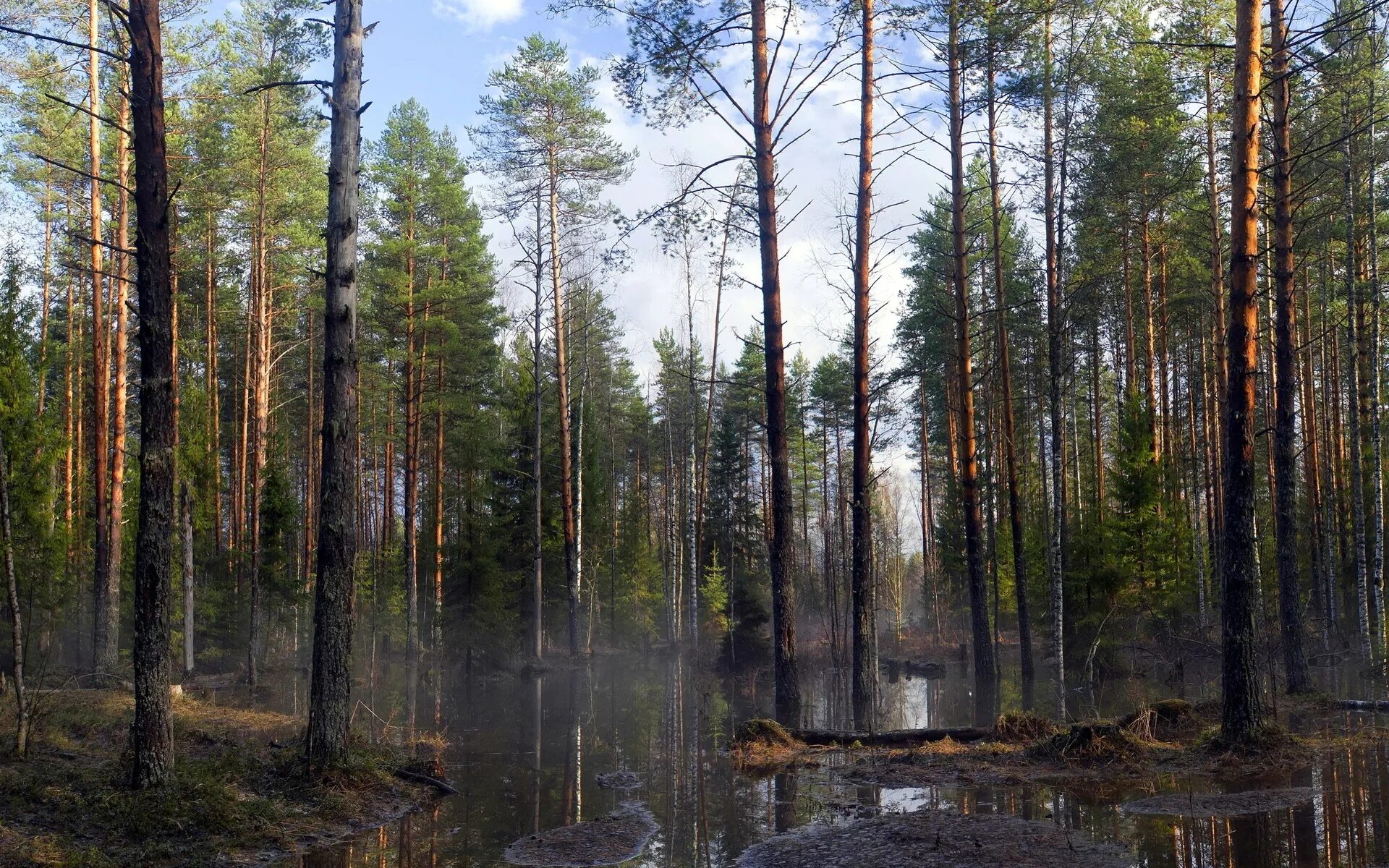 Воздух в лесу пахнет