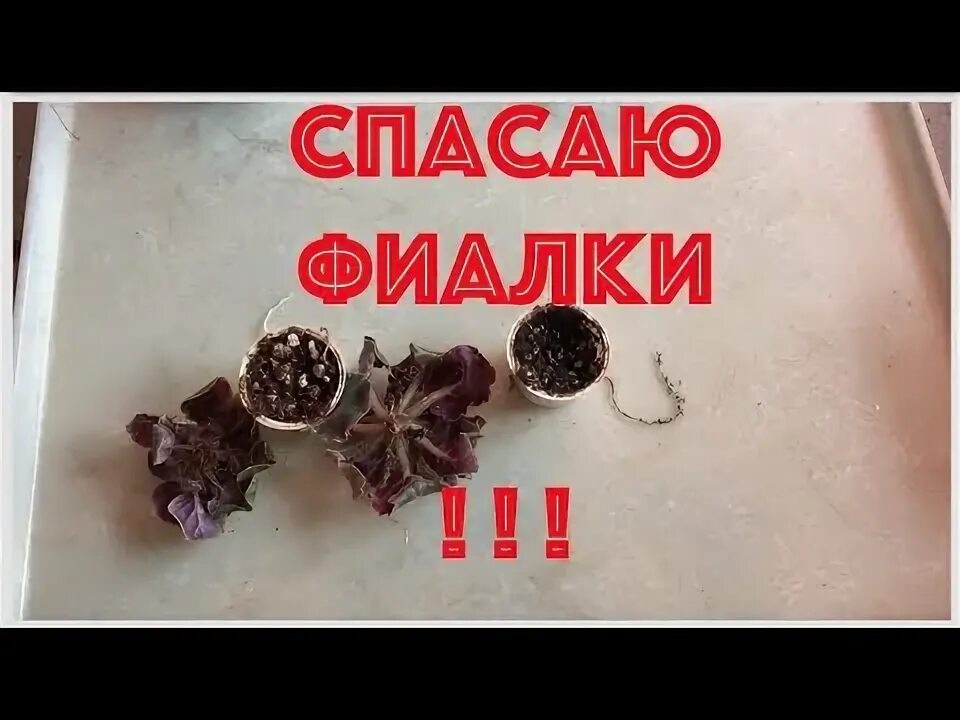 Как спасти фиалку. Как оживить фиалку. реанимация фиалки. засохшая фиалка. фиалка вянет что делать как спасти.