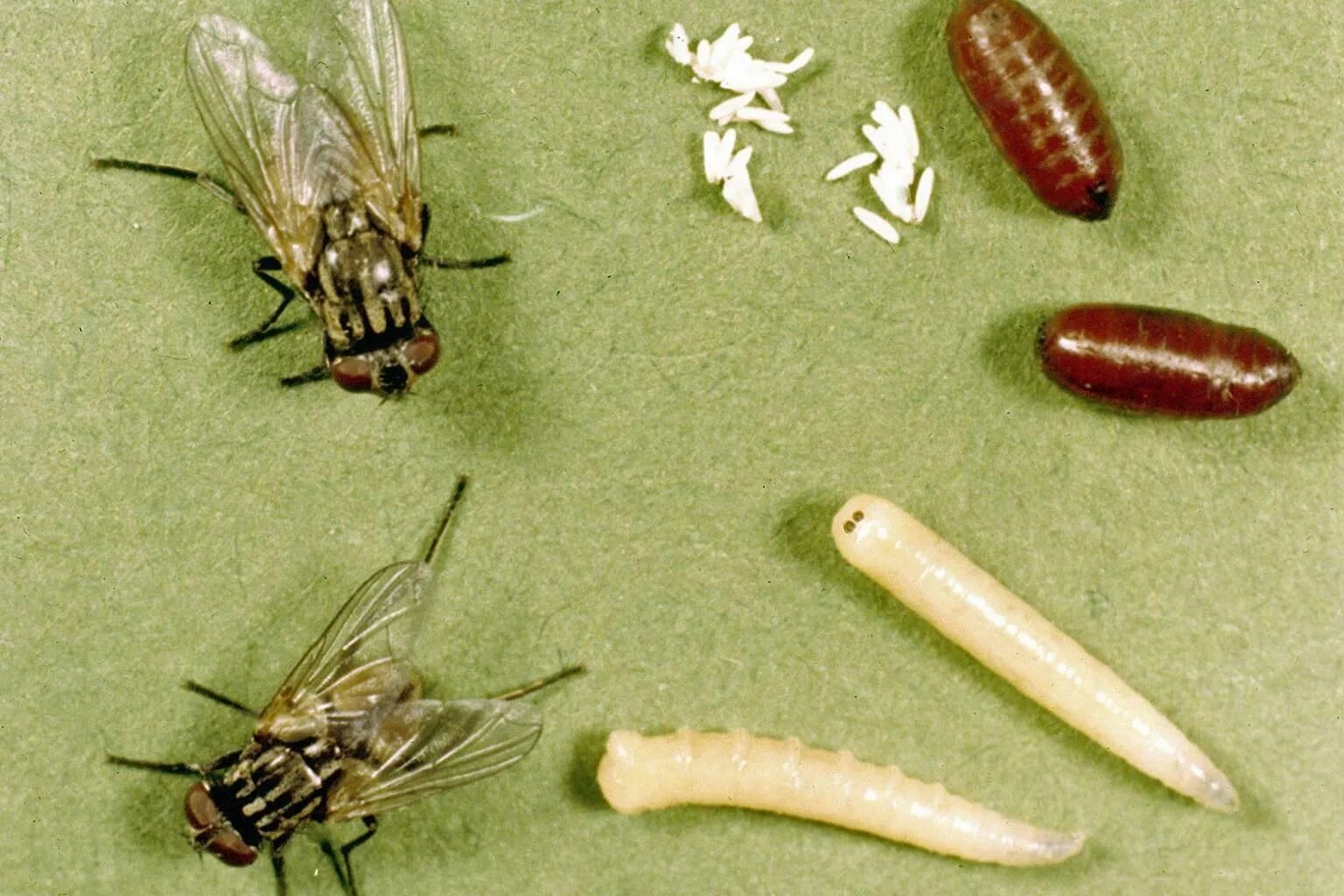 Личинки комнатной мухи. Musca domestica личинки. серая мясная муха личинки. личинки осовидной мухи.