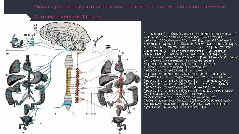 Блуждающий нерв парасимпатическая нервная. Блуждающий нерв парасимпатическая нервная система. Проводящие пути ЦНС анатомия в таблицах. Проводящие пути вегетативной нервной системы. Крестцовые парасимпатические ядра.