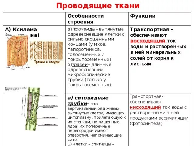 Ксилема и флоэма у дерева. Проводящая ткань растений флоэма. Флоэма ткани растений. Проводящая ткань Ксилема и флоэма таблица. Флоэма органические вещества