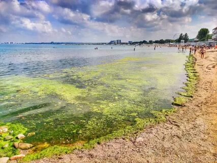Цветущая вода анапа