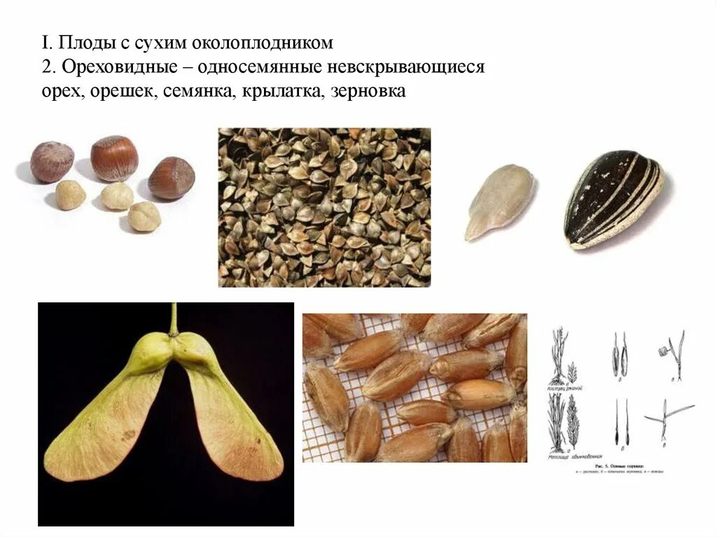 Орех околоплодник. Сухой плод Зерновка. Зерновка семянка крылатка орешек. Орех Желудь семянка Зерновка. Невскрывающиеся плоды семянка.