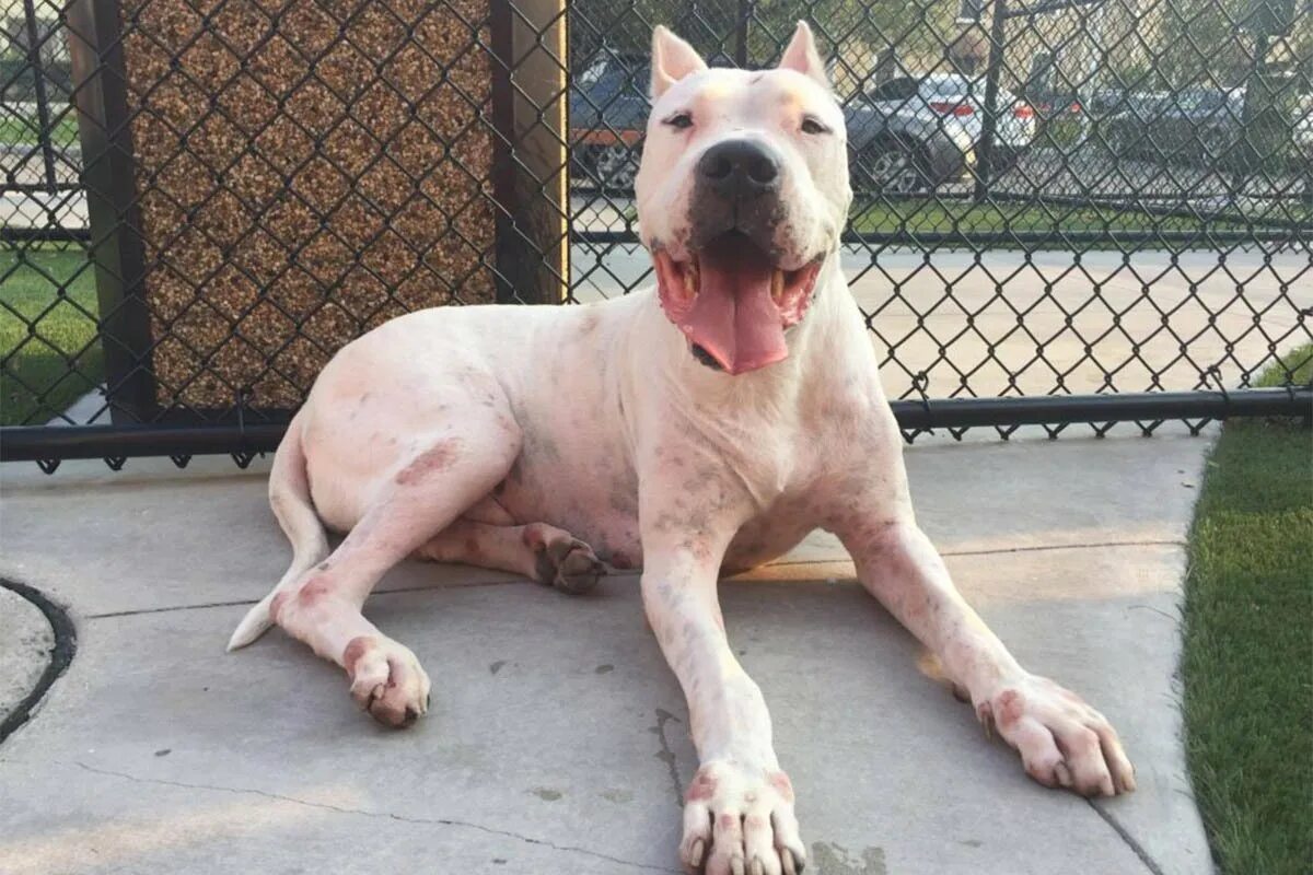 Гуль донг порода собак. Собака гуль. Гуль донг порода собак. Гуль донг и аргентинский дог. Порода гуль-донг (пакистанский бульдог).