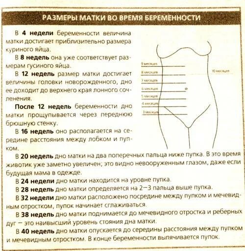 Матка 37 мм. Высота стояния дна матки в 32 недели беременности. Высота стояния дна матки на 20 неделе беременности. Срок беременности по высоте стояния дна матки. Высота дна матки на 24 неделе беременности.