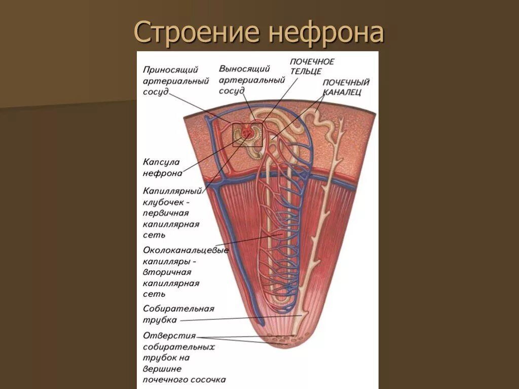 Собирательные трубочки пирамид. Строение нефрона Пасечник 8 класс. Строение нефрона из учебника по биологии. Строение нефрона биология 8 класс Пасечник. Строение нефрона.