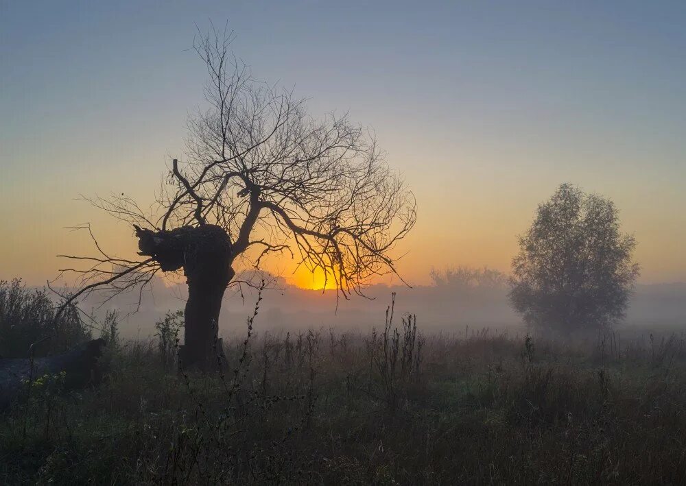 Два дерева. Несколько деревец. Несколько деревец. Деревья на пригорке. Несколько деревьев в поле.
