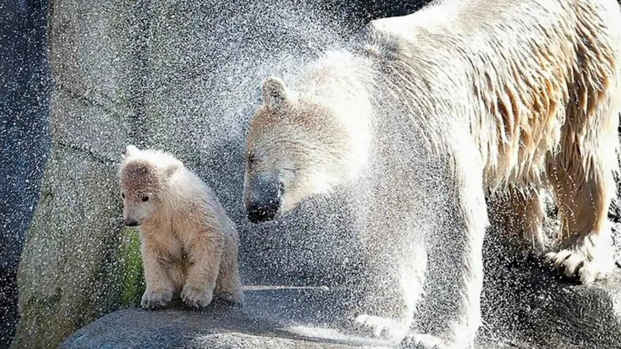 Медведь умывается. Белый медведь умывается. Животные умываются. Медведь отряхивается.