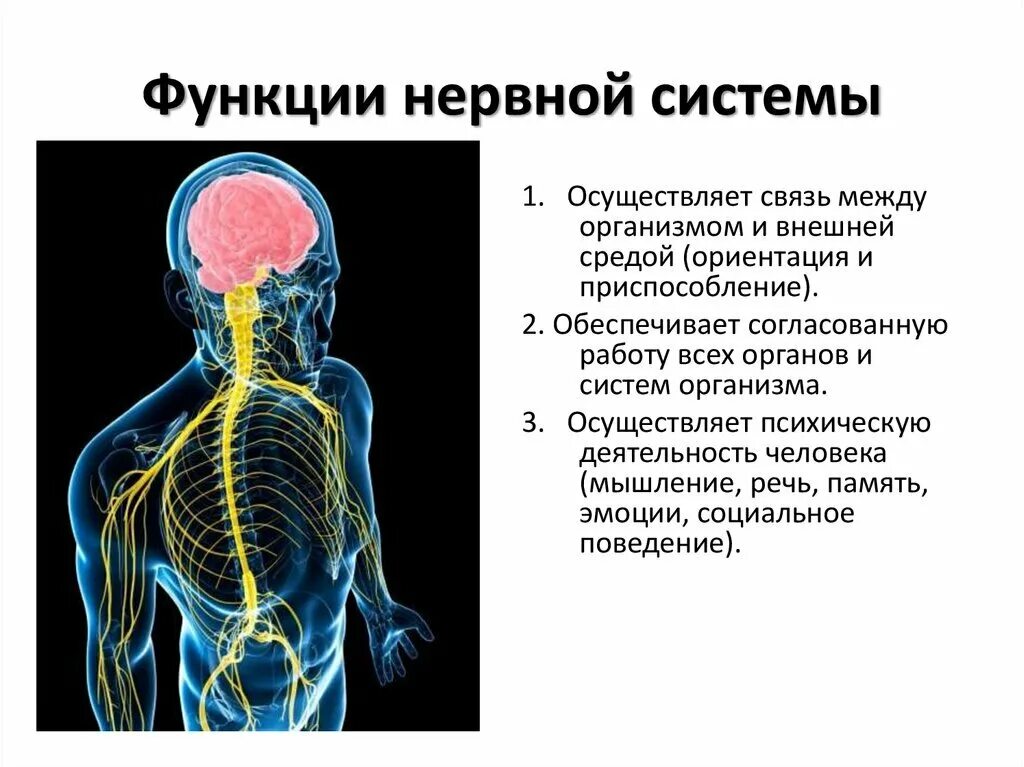 Какова роль нервной системы. Нервная система строение и функции нервной системы. Нервная система человека строение и функции кратко. Центральная нервная система человека строение и функции кратко. Нервная СИСТЕМАЧЕЛОВЕК.