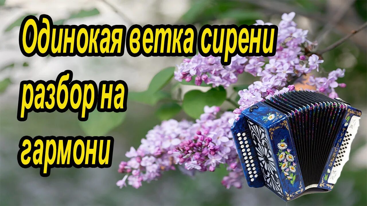 Слушать песню ветка. Слушать песню ветка. Слушать песню ветка. Одинокая ветка сирени на гармони. Песня одинокая ветка сирени.