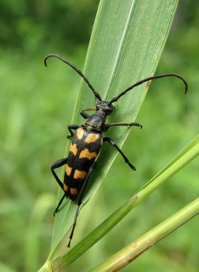 Жук усач лептура четырехполосая. Жук лептура. Четырёхполосая лептура (leptura quadrifasciata). Лептура четырехполосая. Жук лептура четырехполосая.