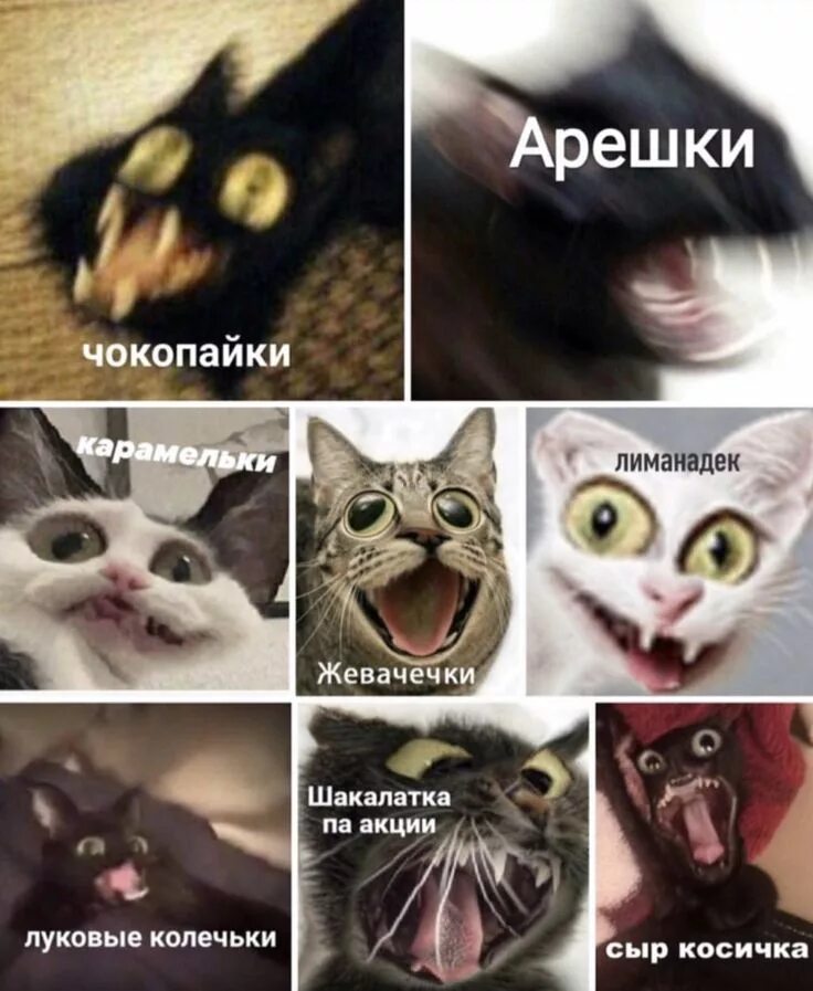 Мем с котами чипсики В сети стали популярны мемы про "чипсеки", "сухареки" и "лиманадек". Сначала упо