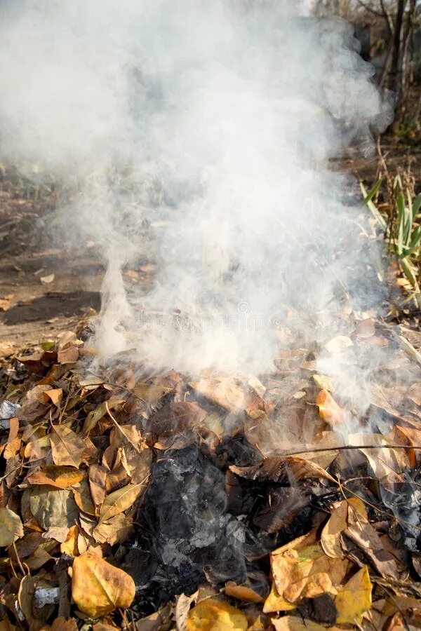 Сожженный лист. Текстура горящей листвы. Горящие листья. Дым от горящих листьев. Burning leaf.