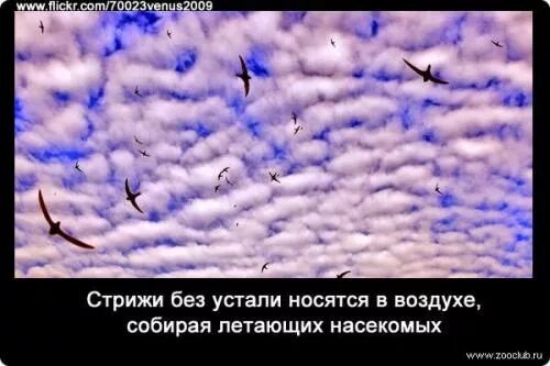 Стрижи доклад 4. Интересные факты о стрижах. стрижи птицы интересные факты. краткая информация о стрижах. стриж интересные факты для детей.
