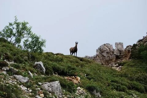 Сера гор