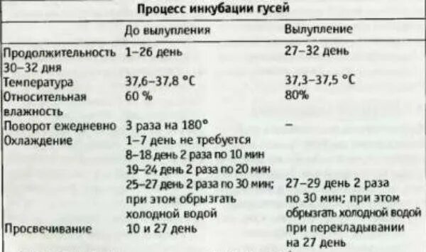 Вывод гусят в инкубаторе в домашних условиях. Температура вывода гусиных яиц в инкубаторе. Таблица для гусиных яиц в инкубаторе. Температура в инкубаторе для гусиных яиц таблица. Температура инкубации гусиных яиц таблица.