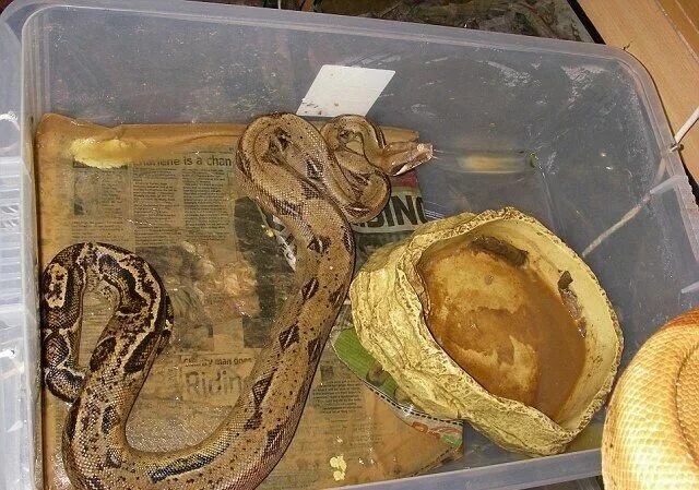 Террариум для змеи. Змея в коробке. Питон в контейнере. Коробка со змеями.