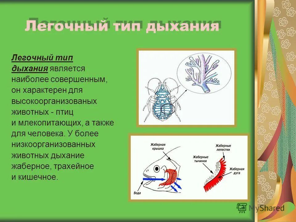 Легочный тип дыхания у животных. Дыхательная система органов животных. Диафрагмально-реберное дыхание. Эволюция дыхательной системы хордовых животных. Эволюция органов дыхания у позвоночных животных.