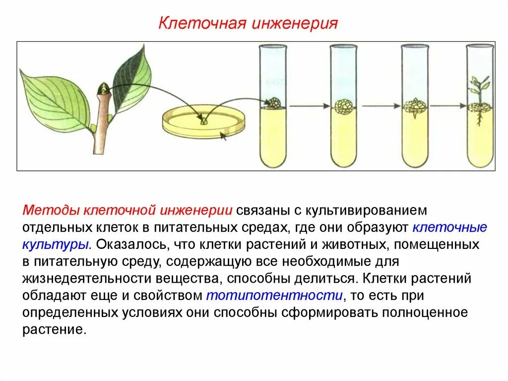 Методы клеточной инженерии в биотехнологии. Гибридизация соматических клеток клеточная инженерия. Клеточная инженерия метод культуры тканей. Гибридизация метод клеточной инженерии. Метод культуры клеток и тканей клеточной инженерии.