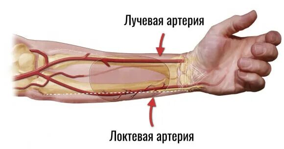 Правая лучевая артерия. Лучевая артерия на предплечье. Локтевая и лучевая артерия и Вена. Артерия локтевая анастомозирует лучевая. Ход локтевой артерии.