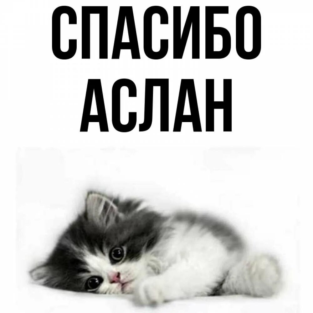 Аслан работа. Аслан работа