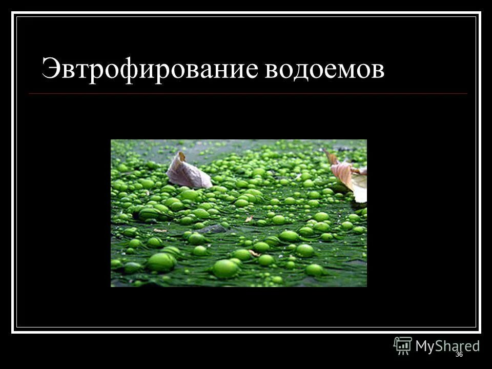 Эфтрофирование водоёмов. Эвтрофирование водоемов. Эвтрофирование водоемов. Процесс эвтрофикации водоема. Цветение водоемов эвтрофикация.