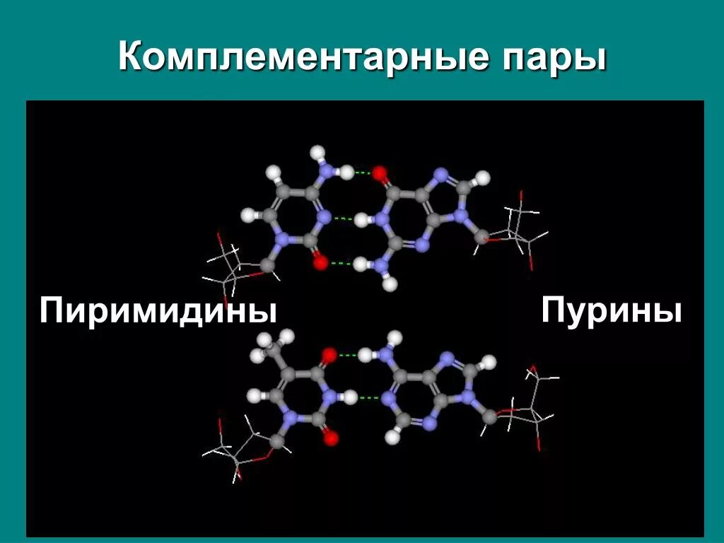 Комплементарные пары. Пурины и пиримидины. Пурины и пиримидины биохимия. Пурины пиримидины комплементарность.