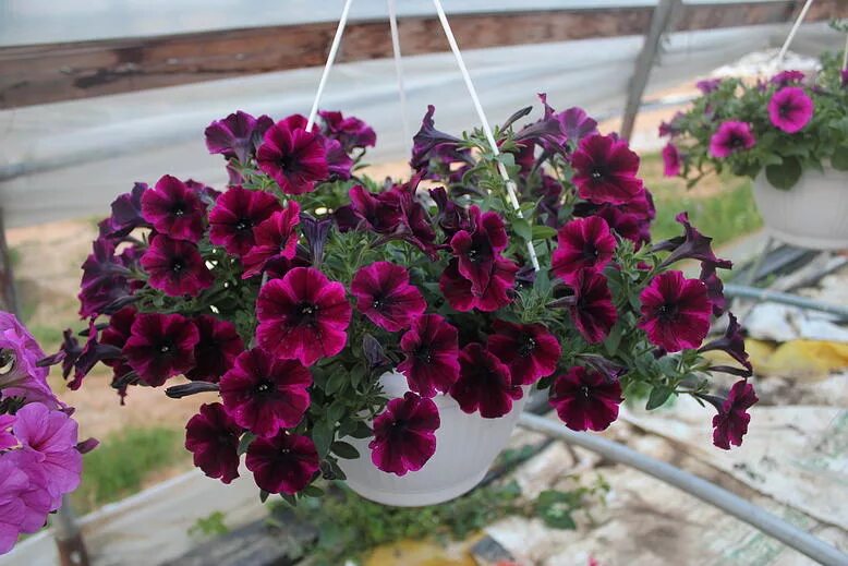 агровиола черенки 2021. виола рогатая оранж парпл винг. виола blue blotch. агрофирма виола вегетативные черенки каталог. агровиола черенки 2021.