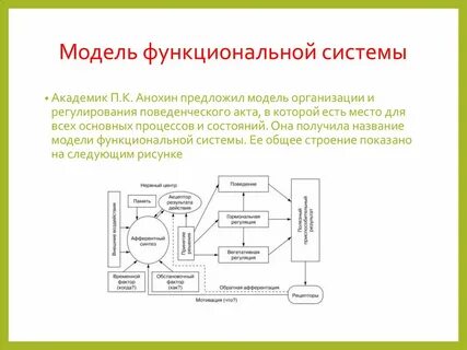 Модель функциональной системы разработал