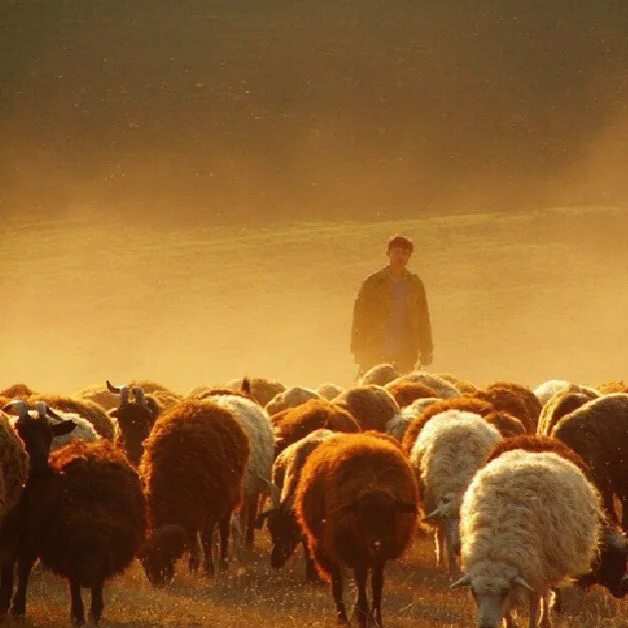 Пастух гонит стадо. Пастух пасет Отару овец. Чабан пастух овец. Пастух с овцами. Чабан пасет овец.