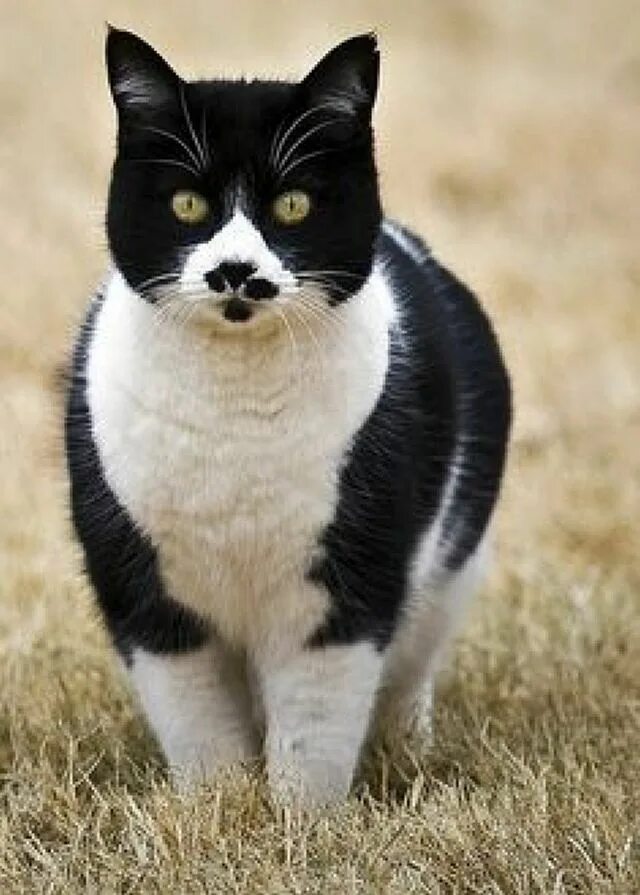 Tuxedo cat