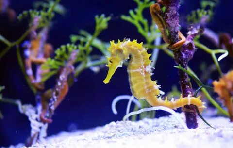 Seahorse перевод на русский