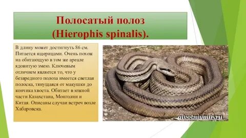 Змеи красной книги