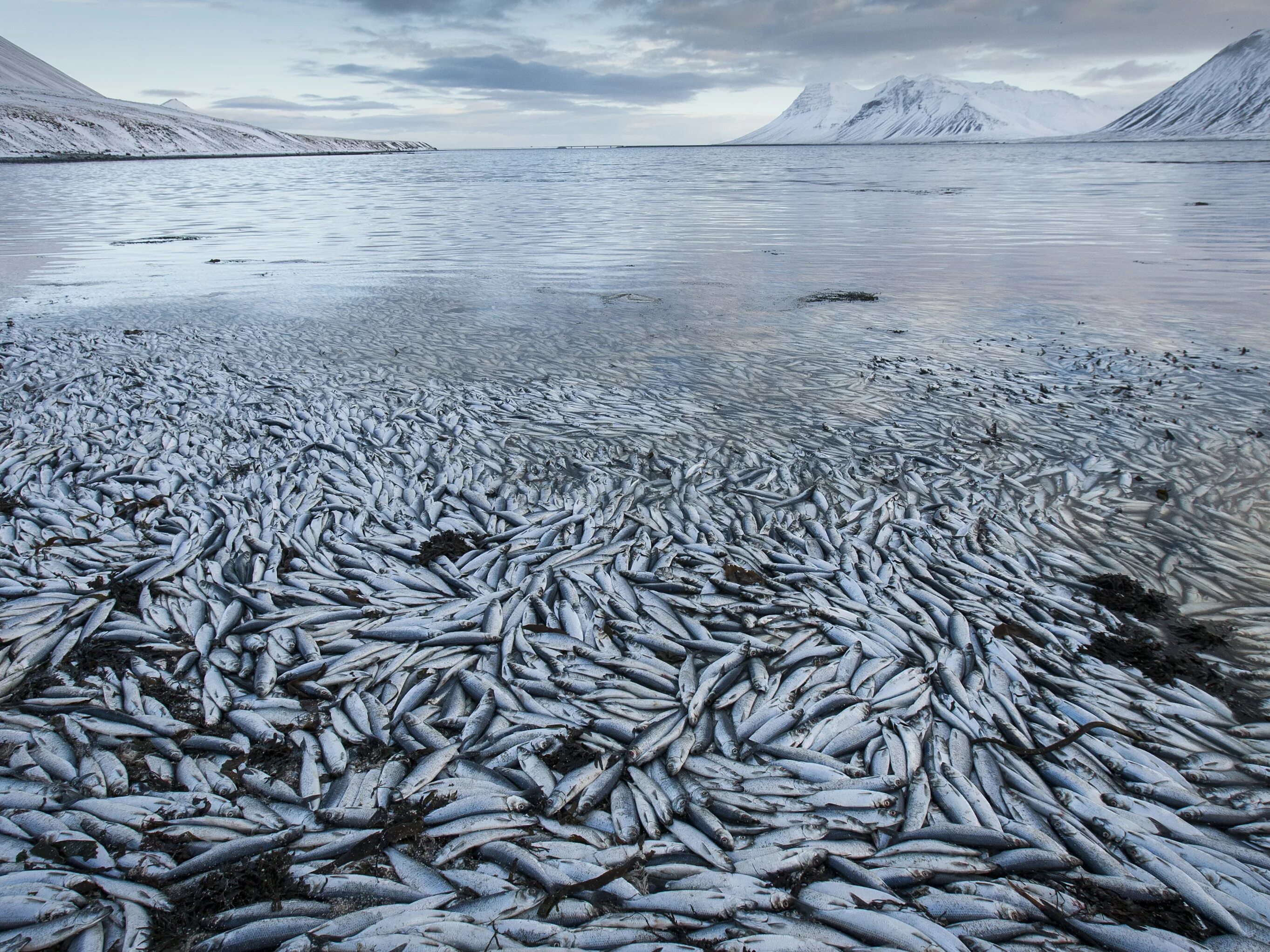Мертвая ловля. Сельдь Северного Ледовитого океана. Рыбная промышленность Исландии. Рыбный промысел в Северном Ледовитом океане. Исландия рыболовство промысел.