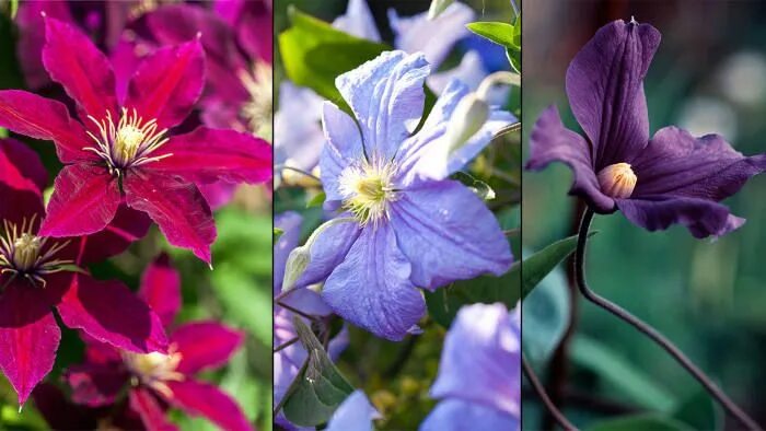 Free Images : nature, blossom, bloom, summer, botany, climber, close, flora, cle