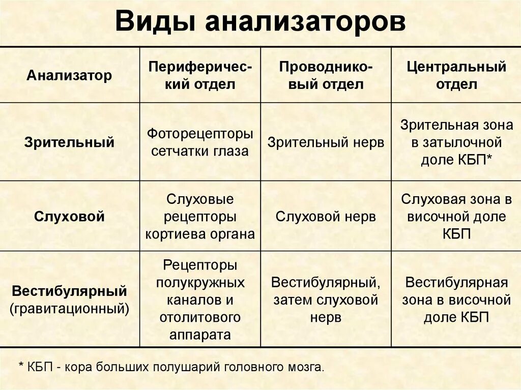 Анализаторы органы чувств 8 класс тест ответы. Особенности строения анализаторов. Строение и функции анализаторов. Виды анализаторов строение анализатора. Отделы вкусового анализатора таблица.